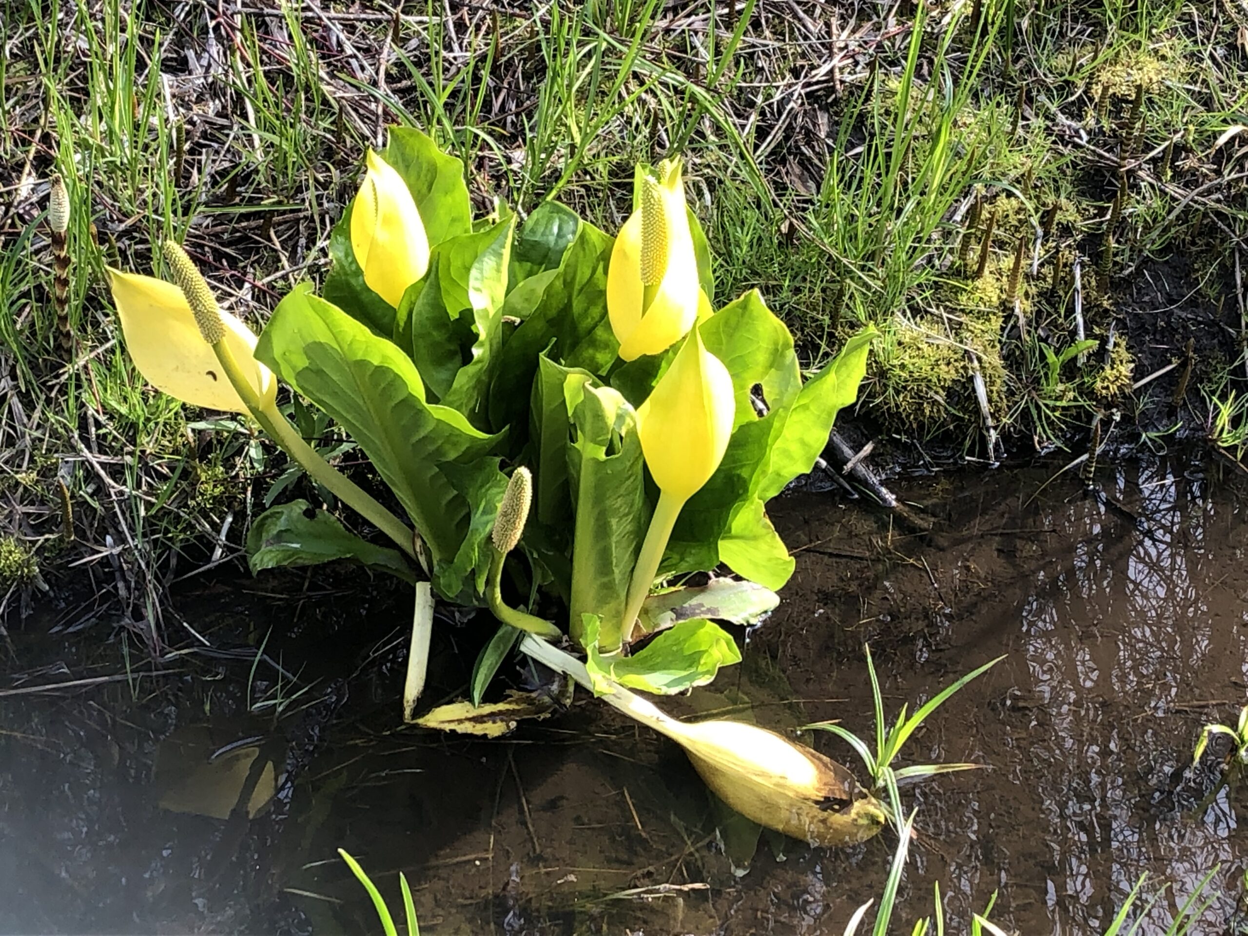 Is It Spring?